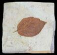 Fossil Leaf (Beringiaphyllum) - Montana #56199-1